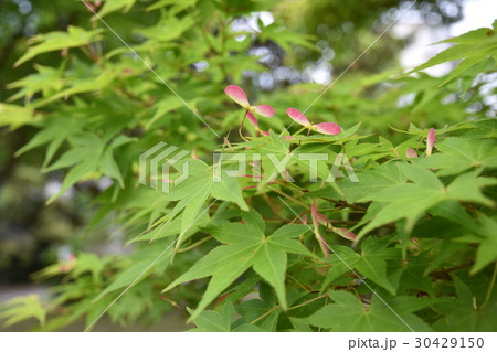 紅葉の実 30429150