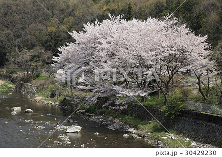 摂津峡の桜 30429230