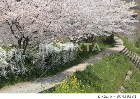 桜小道 30429231