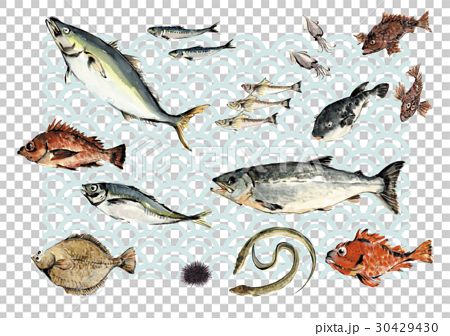 いろいろな魚のイラスト素材