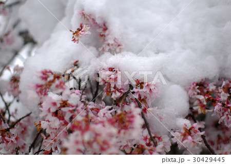 満開の桜と雪 満開の桜と雪 30429445