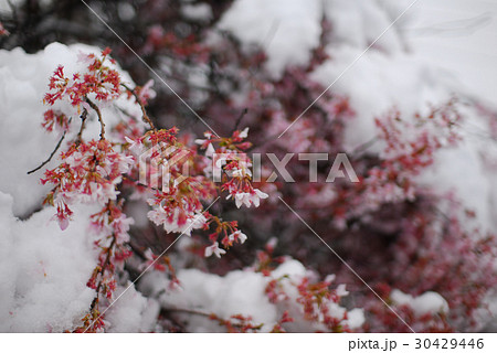 雪の積もる満開の桜 雪の積もる満開の桜 30429446