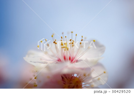 梅の花 30429520