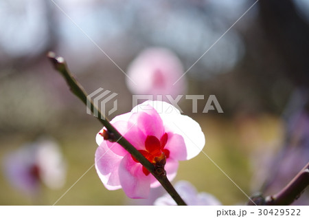 梅 梅 30429522