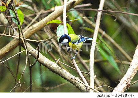 腰掛け 住む 山地 30429747