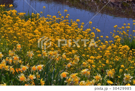 忍野村新名庄川の菜の花とスイセン 30429985