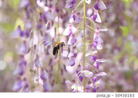 藤の花に留まるクマバチ 30430163