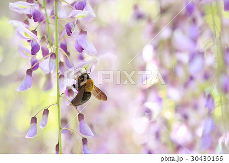 藤の花に留まるクマバチの写真素材