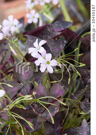 Oxalis or Indian park flowers Oxalis or Indian park flowers 30430187