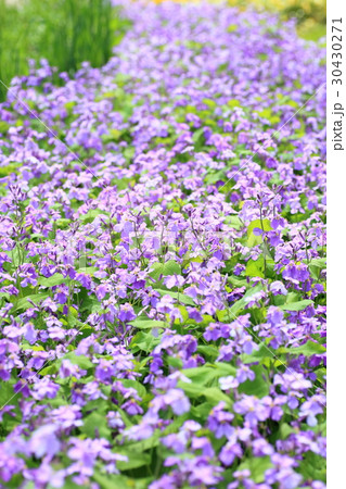 ムラサキハナナの花 ムラサキハナナの花 30430271