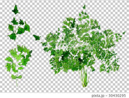 Italian parsley Italian parsley 30430295