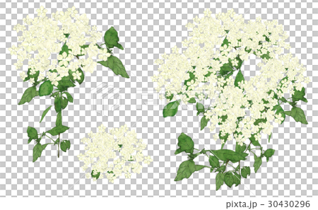 Elderflower Elderflower 30430296