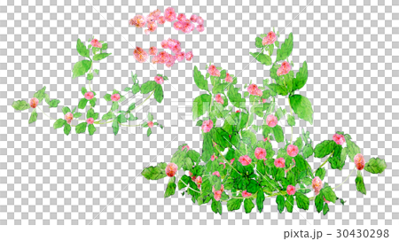 三葉草紅 30430298