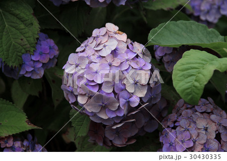 Beautiful Hydrangea of Celebration at Fujinomori . 30430335