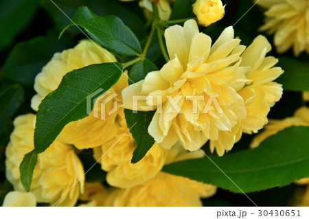 モッコウバラ(木香茨、木香薔薇) モッコウバラ(木香茨、木香薔薇) 30430651