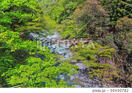 新緑の祖谷のかずら橋 30430782