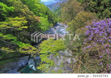 新緑の祖谷のかずら橋 30430783