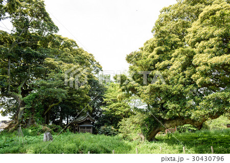 府馬の大クス　千葉県 30430796