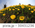 チューリップ 30431236