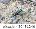 ハンミョウ 30431240