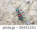 ハンミョウ 30431241