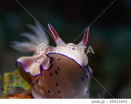 ウミウシ ウミウシ 30431642