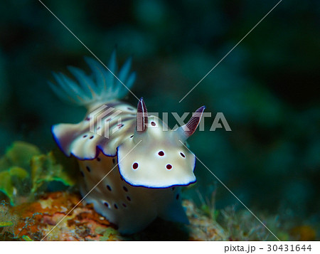 ウミウシ ウミウシ 30431644