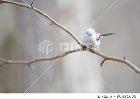 シマエナガ Long tailed tit titmouse 30431659