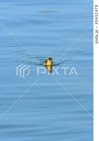 宮古島／ため池の野鳥 30432478