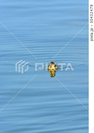 宮古島／ため池の野鳥 30432479