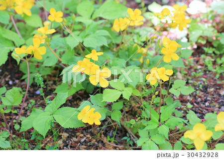 ヤマブキソウの花 30432928