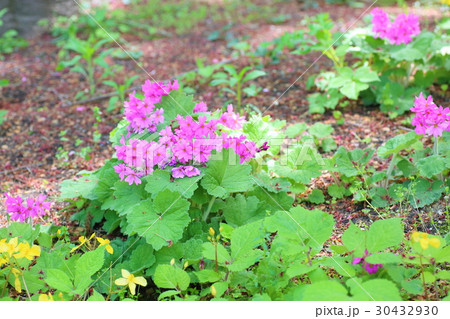 シコクカッコウソウの花 30432930