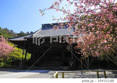 4月　鎌倉288ハナカイドウ満開の妙本寺 30433188