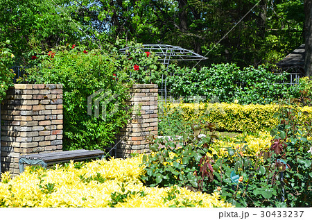 バラ園の風景 バラ園の風景 30433237