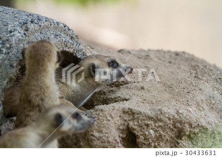 An looking meerkat 30433631