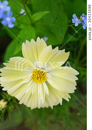 美しいレモンイエローのキバナコスモス 30433696