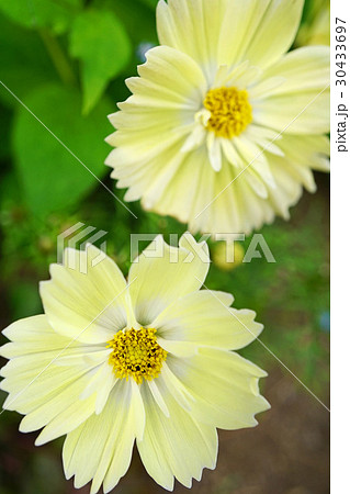 美しいレモンイエローのキバナコスモス 30433697