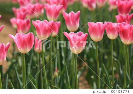 ちゅーりっぷ1373 30433773