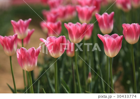 ちゅーりっぷ1375 30433774