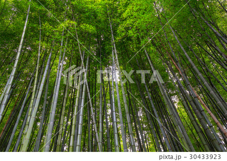 bamboo forest walking path bamboo forest walking path 30433923