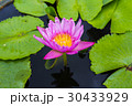 Pink Lotus ,Water lily flower in pond. 30433929