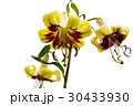 Yellow lily isolated on white background 30433930