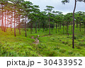 Image of two pine forest ,hiking trails. 30433952