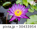 Purple Lotus ,Water lily flower. 30433954
