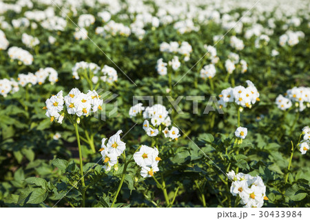 Flowering potatoes on a field close-up Flowering potatoes on a field close-up 30433984