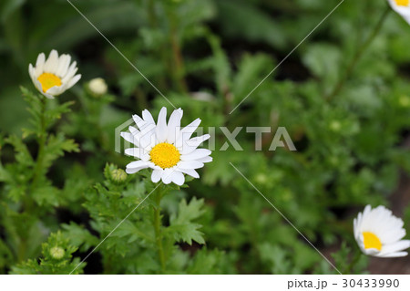 クリサンセマムパルドサム スノーランドの花の写真素材