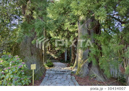 大門坂　夫婦杉　熊野古道 30434007