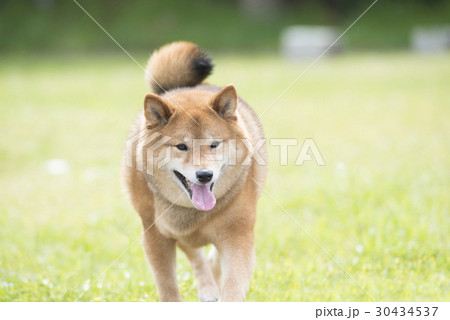 芝生を歩く柴犬の写真素材