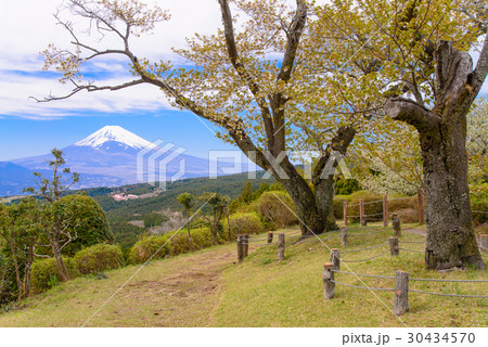 【静岡県】春の山中城址公園と富士山 30434570