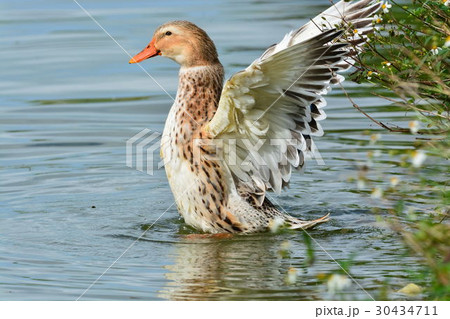 宮古島/ため池の野鳥 宮古島/ため池の野鳥 30434711